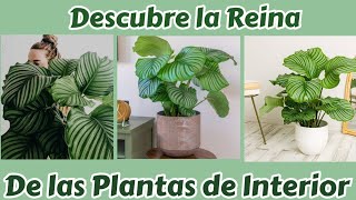 Cómo Cuidar la Calathea Orbifolia Guía Completa para Principiantes [upl. by Hughmanick]