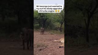 He begged for a race 😂 Mr Kasongo the legendary warthog Mr warthog Mr kasongo mr v12 engine [upl. by Uis]