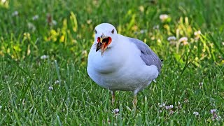 Larus delawarensis RINGBILLED GULL feast on cicadas 9088763 [upl. by Aneez500]