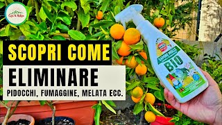 Piante da Orto Frutta e da Fiore PerfettiElimina gli Insetti Dannosi Per la Tua PIANTA IN MODO BIO [upl. by Ardnuaet]