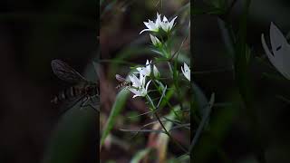 センブリ （リンドウ科） 【千振】 山野草 秋の野草 山の花 低山 植物図鑑 里山 【山川草木図譜】 [upl. by Sairu]