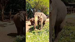 Elephant 🐘 Sri Lankan 🇱🇰 pinnawala elephant fyp trending animals yanai shorts [upl. by Keslie]