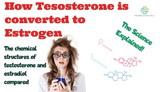 How Testosterone is converted to Estradiol or Oestrogen estrogen by the aromatase enzyme in fat [upl. by Hermy467]