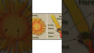 Discsnd ray florets of Asteraceae neet biology aestivation [upl. by Neivad]