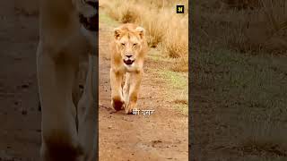 This Lion Saved The Life Of His Child shorts animalshorts [upl. by Dasa226]