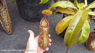 Hybrid Highlight Nepenthes Maiden of Victory N maxima x ventricosa [upl. by Sutsuj]