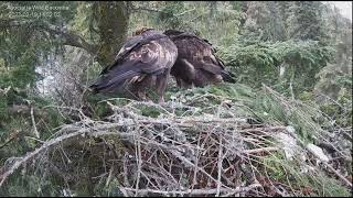 Golden Eagle nest Bucovina Romania February 19 2023 [upl. by Ikir]