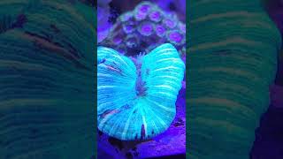 Reef Aquarium Trachyphyllia [upl. by Philine]