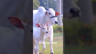 Meri payari Gaiya Gow mata cowvideos poreyahat goddavirshorts youtubeshorts [upl. by Eirual]