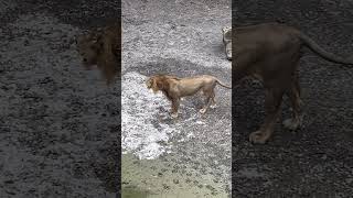 León rugiendo lion feline wildlife zoo animals [upl. by Dotson]