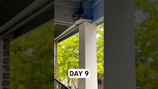 Day 9 Pigeon’s Journey to Parenthood 🐦 Watch the Nesting and EggLaying Process Unfold [upl. by Ardnayek]