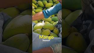 Mango Season in Sindh Pakistan [upl. by Aloise]