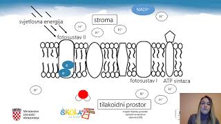 Biologija 3 r SŠ  Fotosinteza [upl. by Aznerol]
