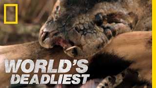 Python Eats Antelope  Worlds Deadliest [upl. by Iolanthe]