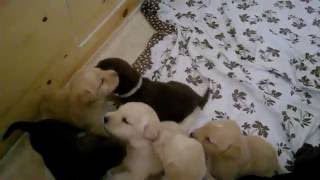 Labrador Welpen Knurren Bellen 3 Wochen alt labrador puppies [upl. by Shandra288]