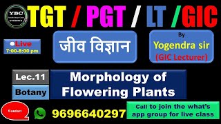 TGTPGTLTGICLecture11 Biology जीवविज्ञान Morphologyoffloweringplants [upl. by Kumler908]