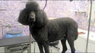 How to Care for a Standard Poodle [upl. by Tigdirb]