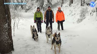 Telewizja Wałbrzych  Dogtrekking z podopiecznymi schroniska [upl. by Londoner]