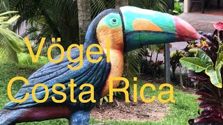 Teil 1 von X Vögel in Costa Rica fotografiert [upl. by Chucho]