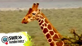 Giraffen bei OLIs Wilde Welt  SWR Kindernetz [upl. by Holds]