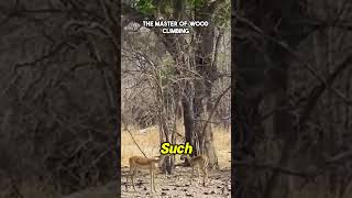 Unbelievable Tree Jumps The Leopards Hunting Masterclass [upl. by Georgine]