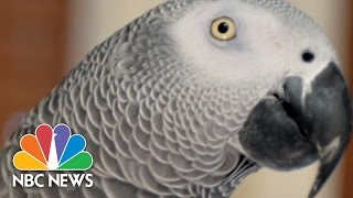 Missing Parrot Shows Up Years Later Speaking Spanish  3rd Block  NBC News [upl. by Izawa982]