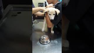 Dog Cries From Vaccination [upl. by Laraine]