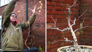 Silver birch bonsai  late autumn [upl. by Aenil255]