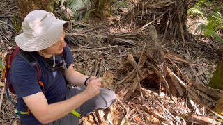 Dark and foreboding redstaining Russula in Florida Jungle [upl. by Sheets]