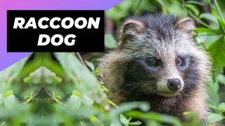 Raccoon Dog 🐶 Is It A Dog Or A Raccoon [upl. by Shela]