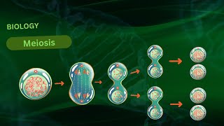 quotUnderstanding Meiosis A Comprehensive 3D Animation of Cell Divisionquot [upl. by Lashar]