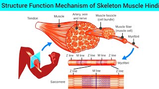 Skeleton Muscle Anatomy amp Physiology Structure Function amp Hindi  Sarcomere Structure Function Hindi [upl. by Rastus]