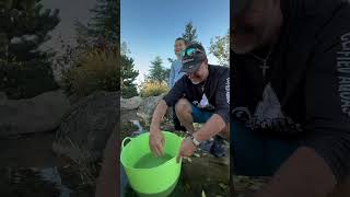 Releasing The Hi Fin Banded Shark back into the gardenanswer pond [upl. by Ruamaj]