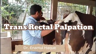 Trans Rectal Palpation  Dr Enamul Haque  01932051373 [upl. by Mcnelly431]