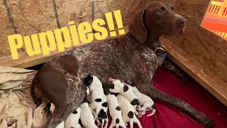 Live Puppy Birth amp Dog Laboring Process  German Shorthaired Pointer Delivering 12 Puppies [upl. by Etana]