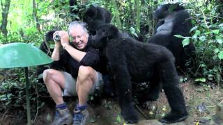 Touched by a Wild Mountain Gorilla The Original [upl. by Cary501]