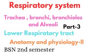 Trachea bronchi bronchioles and alveoli  lower respiratory tract  respiratory system [upl. by Aretse]