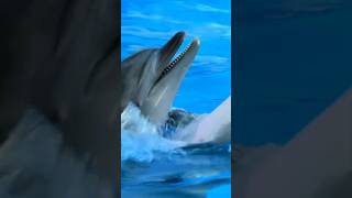 Difference between whale and dolphin [upl. by Ecnedac129]