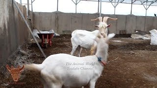 Perfect Quality Saanen Goat  Top Young Saanen Goats [upl. by Llennahc]