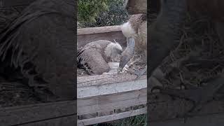 Griffon Vulture Mom return to the nest wildlife birds animals nature congrats shorts webcams [upl. by Seira]