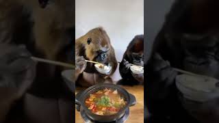 Gorillas Eating With Chopsticks [upl. by Gilbertson]