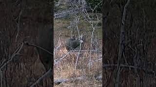 Big 4x4 Mule Deer in Montana muledeer deer montana hunting montanawildlife trailcam nature [upl. by Emeric]