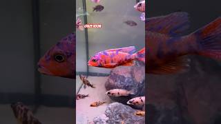 Malawi Cichlids The Best Red Berry Marmelade Cat 🎬🎬shortvideo cichlid fishtank bestfishvideo [upl. by Neelcaj770]