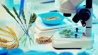 CRISPR To eat or not to eat Debatt om genredigert mat [upl. by Babs]