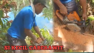 CHAINSAW MEMBELAH POHON KELAPA [upl. by Greenland714]