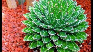 15 Gorgeous Agave Plants [upl. by Meisel637]