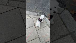 Lokal walk with coton de tulear [upl. by Thain938]