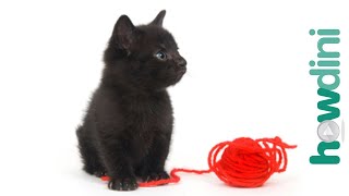 How to train a kitten to play gently  Cat training tips [upl. by Minna]