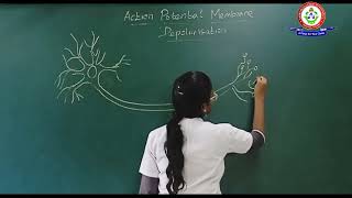 ACTION POTENTIAL DEPOLARIZATION [upl. by Joellyn]