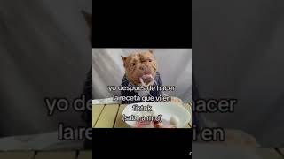 se me va a reventar las tripas 🤑perro xd viral fypシ shorts meme [upl. by Yekcor]